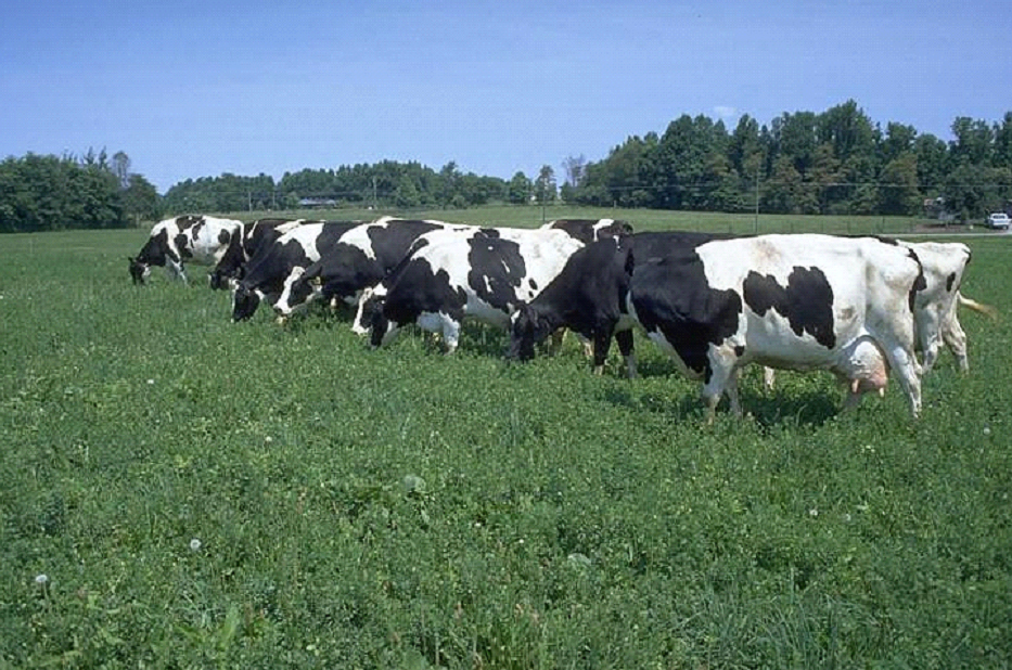 cows grazing on alfalfa